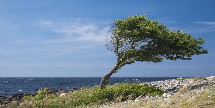 strom hříšníka